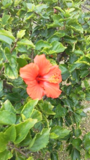 �n�C�r�X�J�X